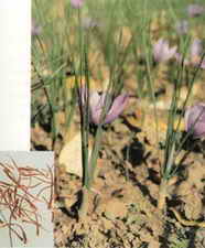 （图）西红花原植物