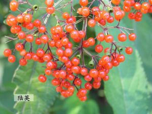 （图）陆英果实