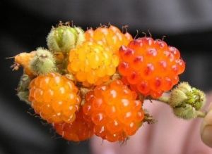 （图）茅莓