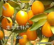金桔