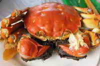 烹饪熟的螃蟹