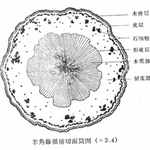 巴戟天